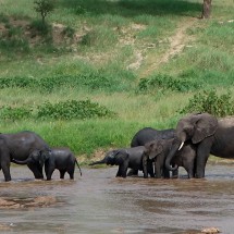 Elephants in the water